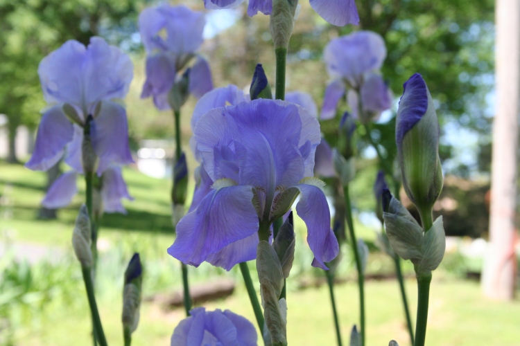 Purple Irises Copyright 2015 by R.A. Robbins