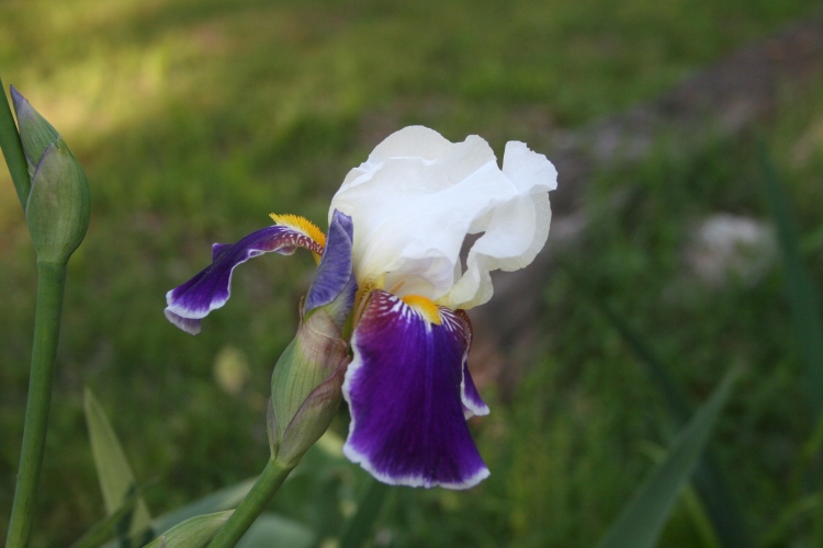 Purple and White Iris Copyright 2015 by  R.A. Robbins